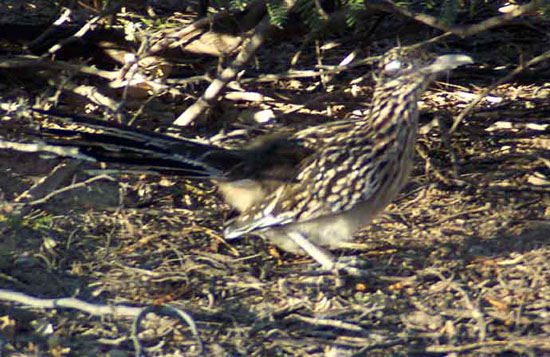 Roadrunner