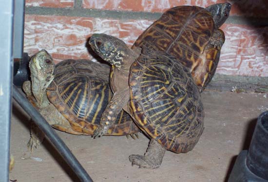 Turtle Orgie